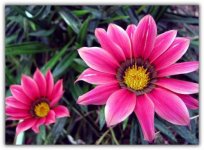 gazania rige_01.jpg