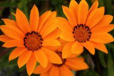 gazania rige_04_resize.jpg