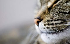 cat-nose-whiskers.jpg