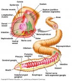 33-23-EarthwormAnatomy-L.jpg