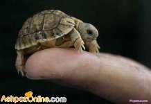san89_ashpazonline_weblog_1284764623.jpg