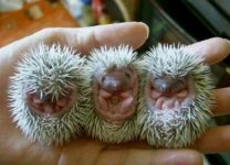 funny-animal-91-4.jpg
