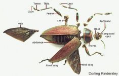anatomy-of-an-Insect--1.JPG