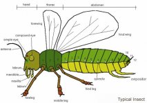 anatomy-of-an-Insect--2.JPG