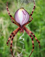 spider-onion.jpg