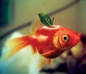 fish-apple.jpg