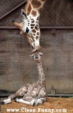 animal-giraffe-mother-baby-kiss-kissing-703831.jpg