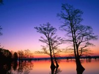 Bald-Cypress-Trees-at-Sunrise-Reelfoot-National-Wildlife-Refuge.jpg