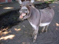 devils-donkey.jpg devils-donkey.jpg