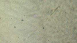 Tylenchidae.jpg