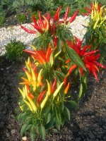 450px-Piment_fort.jpg