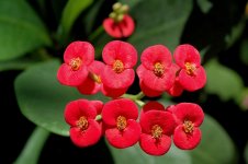 Euphorbia milii 5.jpg