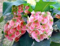 Euphorbia milii 9.jpg