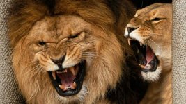 4859-growling-lions-1920x1080-animal-wallpaper.jpg