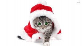 4892-santa-kitty-1920x1080-animal-wallpaper.jpg