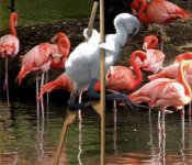 greater-flaminco.jpg
