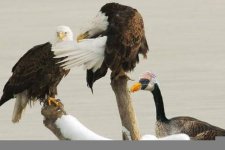 eagles.jpg