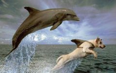 dolphin.jpg