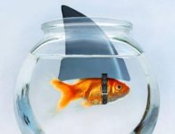 fish.jpg