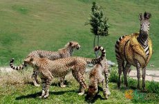 animals.jpg