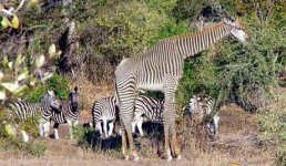 zebras.jpg