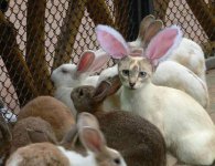 rabbit.jpg