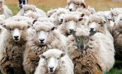 wolf-sheep.jpg