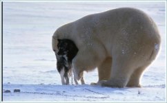 bear.jpg
