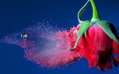 bullet-through-rose.jpg