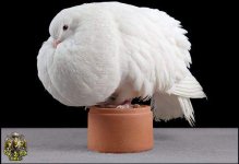 1226955554pigeons-07.jpg