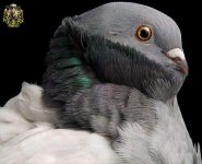 1226955554pigeons-09.jpg