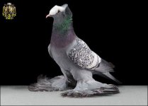 1226955554pigeons-10.jpg