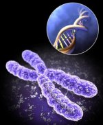 chromosome-jen-248x300.jpg chromosome-jen-248x300.jpg