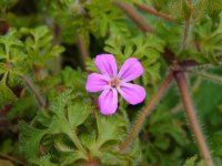 geranium_robertianum_herb_robert_flower_01-05-04.jpg