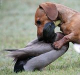 1315061418animals_friendship_84.jpg