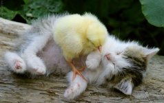 1315061418animals_friendship_21.jpg