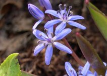 scilla_bifolia_close.jpg