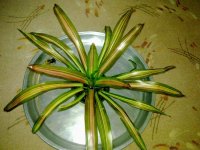20140303603.jpg