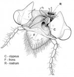 cicada26_e.jpg