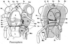 cicada28.jpg