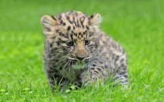 amur-leopard-cub-cute.jpg