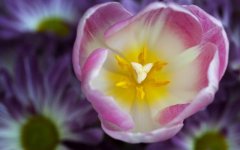 pink-white-tulip-flower.jpg