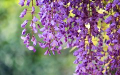 wisteria.jpg