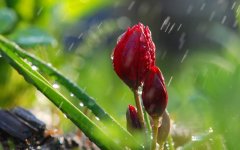 flower-buds-rain.jpg