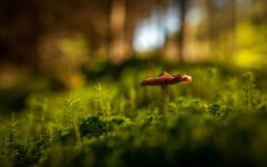 mushroom.jpg