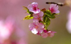 sakura-spring.jpg
