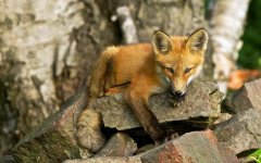 fox-cub.jpg