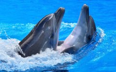 dolphins-fun.jpg