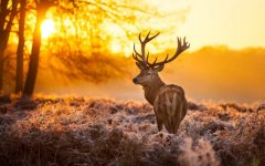 deer.jpg
