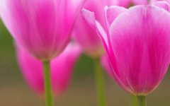 tulips-pink-flowers.jpg